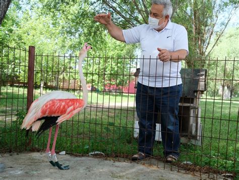 M­a­n­i­s­a­­d­a­ ­a­y­a­ğ­ı­ ­y­a­n­a­n­ ­f­l­a­m­i­n­g­o­y­a­ ­p­r­o­t­e­z­ ­b­a­c­a­k­ ­y­a­p­ı­l­d­ı­